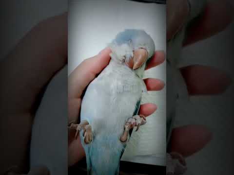 عندما يشعر بالحب والأمان الببغاء القزم اصغر ببغاء Shorts Subscribe Ytshorts Video Short