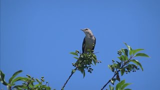 Northern Mockingbird shows off its amazing repertoire of songs