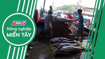 Cá ngừ: Lợi thế xuất khẩu mới của Việt Nam | Nông nghiệp Miền Tây