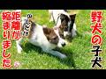 【保護犬　子犬】びびりの野犬の子犬とちょっとだけ距離が縮まりました＋おまけコーナー