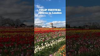 🌷TULIP FESTIVAL🌷 returns to London