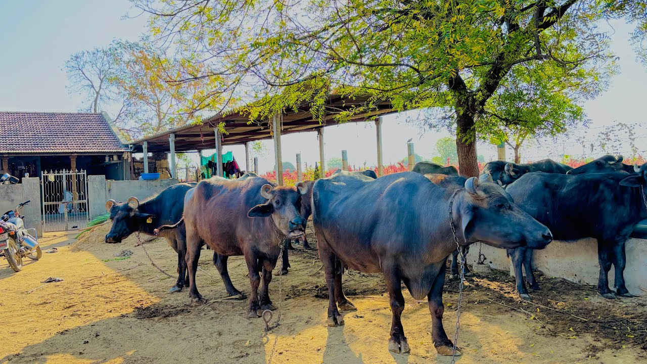 ઘર કી બન્ની ભેંસ