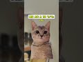 When Dad Says You Need A Job 😭 [REUPLOAD] (CAT MEMES🐈) @Ryanhdlombard #shorts