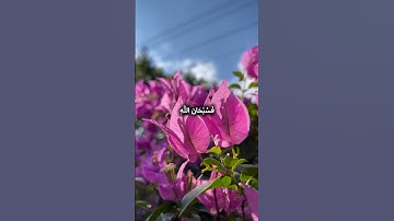 سبحان الله وبحمده سبحان الله العظيم|القارئ الشيخ محمد المنشاوي #quran #قرآن #المنشاوي #تلاوة_خاشعة