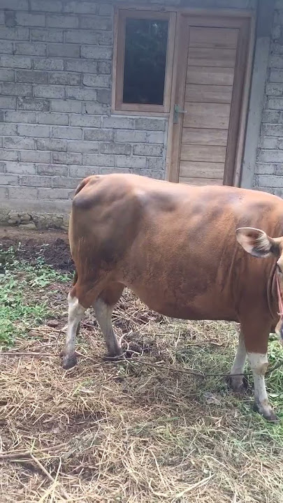 Mandi siang || sapi bali#shorts