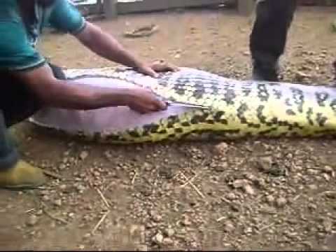 Vidéo: Serpents en Thaïlande : description, photo. Serpents dangereux de Thaïlande