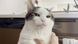 「ほんまに痩せた?重なってない?」とリバウンドを疑われる猫