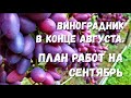 Виноградник в конце августа. План работ на сентябрь