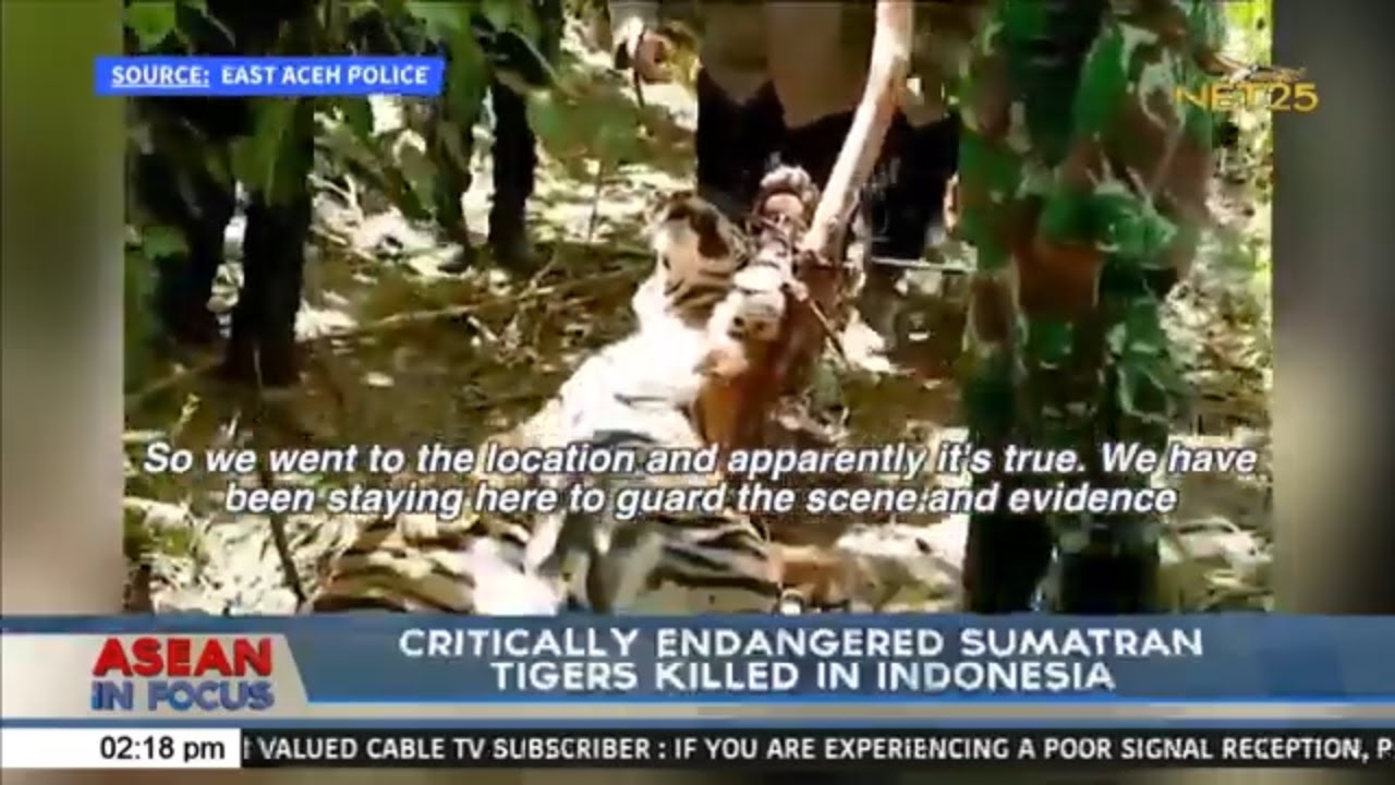 Critically endangered Sumatran Tigers killed in Indonesia