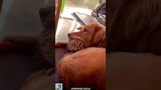Смешные коты. #домашниеживотные #cat #коты #funny #веселыекоты #прикольныекоты #funnycats