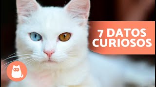 7 CURIOSIDADES sobre los GATOS BLANCOS  ¡Te Sorprenderán!