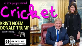 Kristi Noem 2024 Cricket the Puppy Ad ft Donald Trump #satire #puppy #animalcontrol #trump #maga