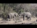 Animals and Wildlife | Kruger National Park | Wildlife Videos