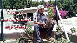 امور هامة لإنشاء مزرعة عنب وتحديد نوعه.