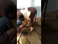 Cow and buffalo milking machine tulsan brand