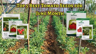 जून महीने मे लगाए जाने वाले Top Five Best Tomato Seeds | टोमेटो kheti | Best Tomato Seeds