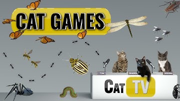 CAT-spellen | Ultieme Cat TV Bugs and Butterflies-compilatie deel 3 🪲 🐞🦋🦗🐜