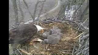 Decorah Eagles,P's Vocalizing,Very Nice Feeding Dad & Mom,4/27/14