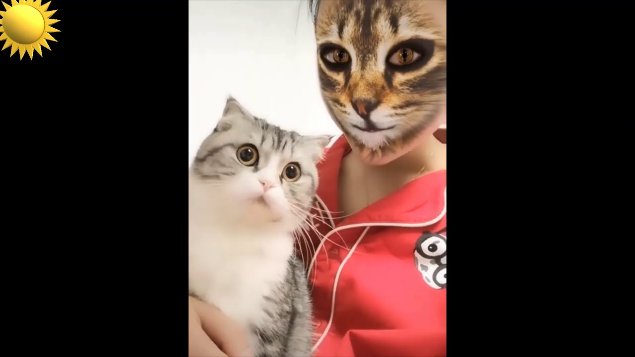 Cats' Hilarious Reaction When They See Cat Filter On Owners' Faces 056