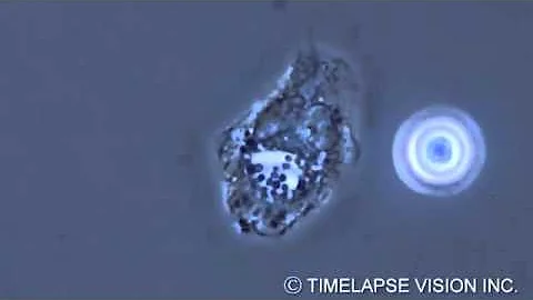 Bacterial phagocytosis by neutrophils