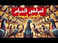 علاج امراض الحمام الاكثر شيوعا السالمونيلا الروشه الجدري البرد الكنكر 
