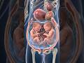3D Medical Animation Twin Babies Inside The Womb Realistic Pregnancy Unbornbaby Shorts 