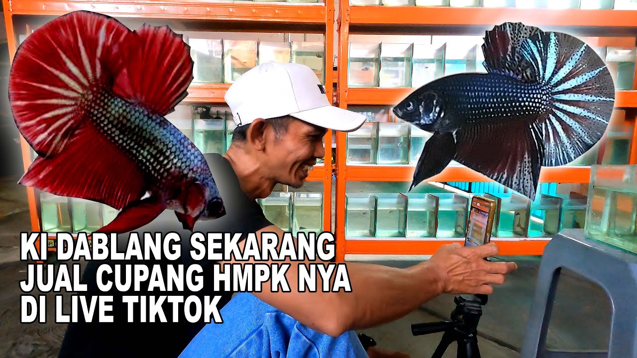 CUPANG SNI HMPK HADIR DI LIVE TIKTOK  WACAW JUGA YAH