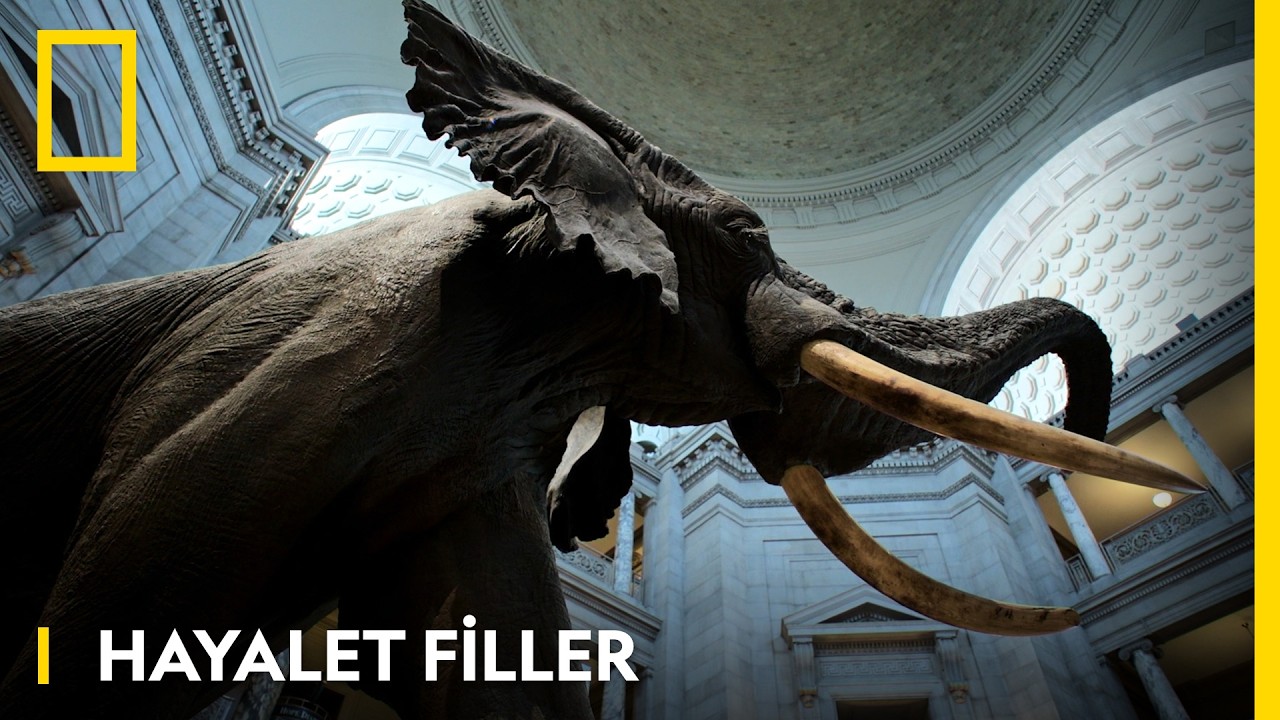 Hayalet Filler Fragman kapak görseli