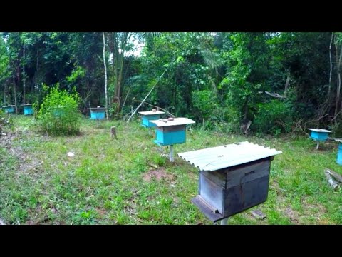 Vídeo: O Gado E As Abelhas Estão Morrendo No Tartaristão. Radiação Suspeita - Visão Alternativa