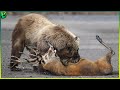 11 brutal polar bear and grizzly bear attacks