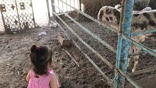 خروف العيد.. النونو في زيارة خرفان العيد