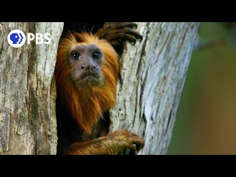 Devoted Tamarin Dad Leads His Family