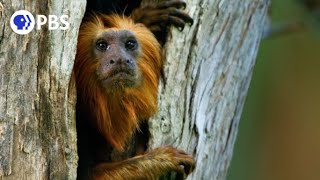 Devoted Tamarin Dad Leads His Family