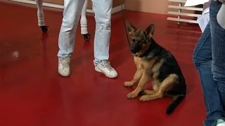 Valpskola med hundcoach Fredrik Steen  Nyhetsmorgon (TV4)