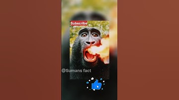 "Smart Chimp!" 😨😲😳 #shorts #trending #viralvideo #ytshorts  #shortsfeed