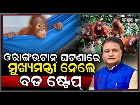 ଓରାଙ୍ଗଉଟାନ ଉଦ୍ଧାର ଘଟଣାରେ ମୁଖ୍ୟମନ୍ତ୍ରୀ ନେଲେ ବଡ ପଦକ୍ଷେପ