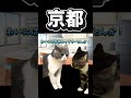【猫ミーム】京都
