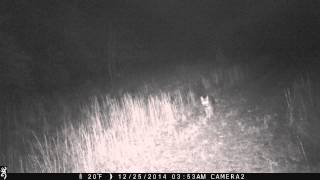 Coyote 12 25 2014