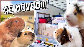 Moving Vlog! Welcome Home Piggies!