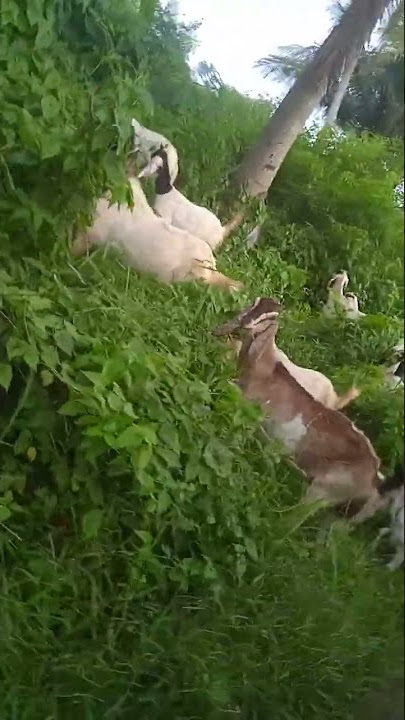 angon wedos #gembala kambing