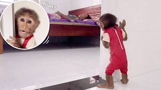 Even in Isolation–Lulu Finds a Special Way to Care for Dad