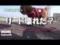 【リード】お散歩中にリードが壊れた？　トイプードルのモモ　toypoodle momo