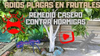 ✅ COMO APLICAMOS CAL A FRUTALES, REMEDIO CASERO CONTRA HORMIGAS  |19# Cal y adiós hormigas.