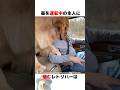 運転中の主人に絡むレトリバー
