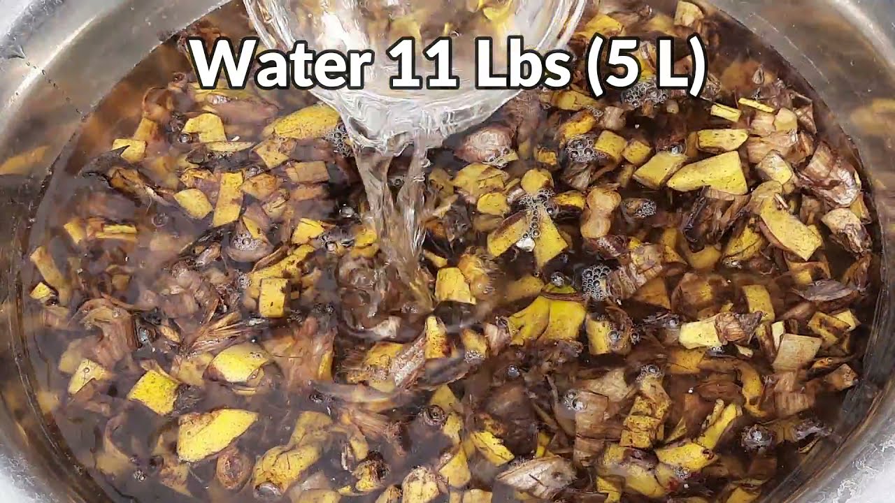 How to Make Organic Fertilizer with Banana Peels - No Fungus - YouTube