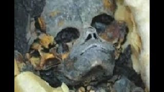 Археологи не ожидали увидеть такое в гр об нице фараона. Самая большая тайна Турина. Док. фильм. Археологи не ожидали увидеть такое в гр об нице фараона. Самая большая тайна Турина. Док. фильм.