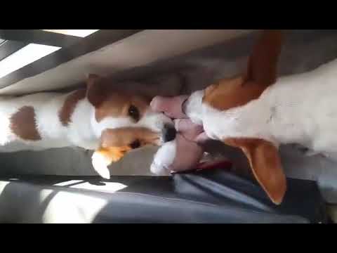 วีดีโอ: 3 พฤติกรรมพื้นฐานคุณต้องสอน Jack Russell Terrier ของคุณ