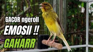 Download Lagu Masteran KENARI GACOR ngeroll panjang,Cuit Cuit Emosi AMPUH bikin kenari nyaut ,Masteran MURAI BATU MP3