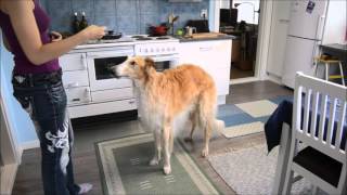 Salsa borzoi doing some tricks by SalsaTheBorzoi 101,624 views 8 years ago 1 minute, 34 seconds