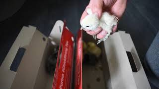 Tractor Supply Chicks Silkies & Assorted Bantams Straight Run & Plymouth Blue Pullets